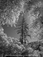 1st Place Digital B&W Entry Level by Mary Klauer - The Sentinel