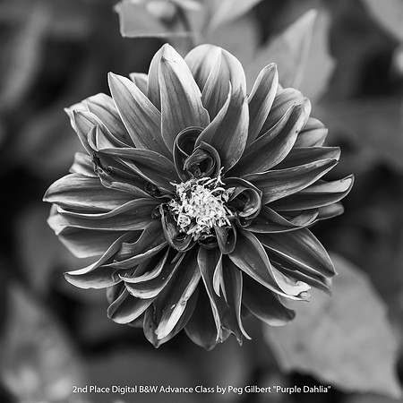 2nd Place Digital B and W Advance Class by Peg Gilbert - Purple Dahlia