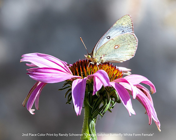 2nd Place Color Print by Randy Schoener - Orange Sulphur Butterfly White Form Female