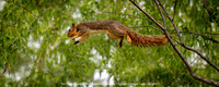 1st Place Digital Color Advance Level by Douglas Conrad - Leap of Faith