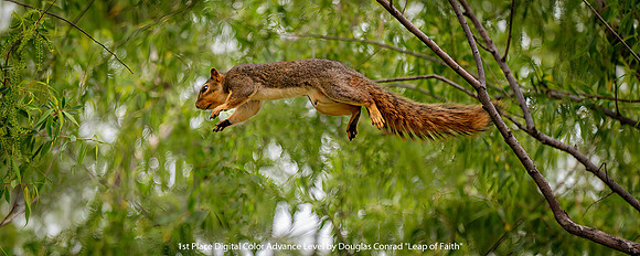 1st Place Digital Color Advance Level by Douglas Conrad - Leap of Faith