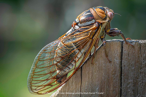 2nd Place Digital Color Advance Level by Mark Karrer - Cicada