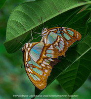 3rd Place Digital Color Advance Level by Denis Hirschman - Malachite