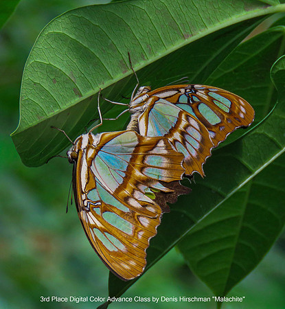 3rd Place Digital Color Advance Level by Denis Hirschman - Malachite