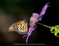 HM Digital Color Advance Level by Peg Gilbert - Monarch Beauty