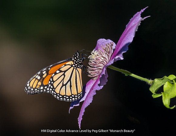 HM Digital Color Advance Level by Peg Gilbert - Monarch Beauty