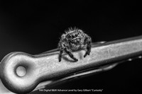 HM Digital B&W Advance Level by Gary Gilbert - Curiosity