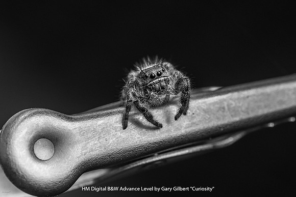 HM Digital B&W Advance Level by Gary Gilbert - Curiosity