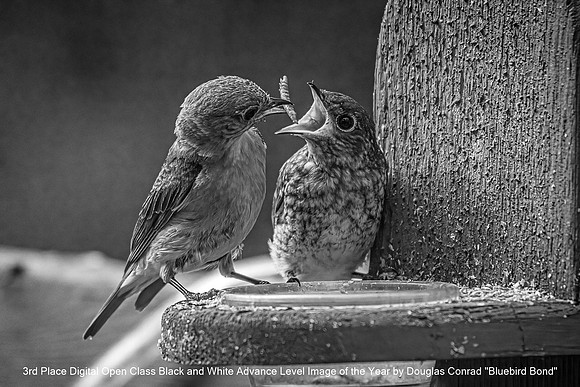 3rd Place Digital Open Class Black and White Advance Level Image of the Year by Douglas Conrad - Bluebird Bond
