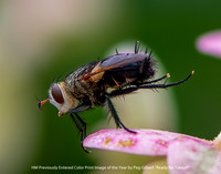 HM Previously Entered Color Print Image of the Year by Peg Gilbert - Ready for Takoff