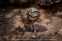 1st Place Digital Open Class Color Entry Level Image of the Year by Nicholas Wragge - Feeding Time