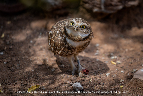 1st Place Digital Open Class Color Entry Level Image of the Year by Nicholas Wragge - Feeding Time