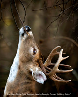 2nd Place Digital Color Advance Level by Douglas Conrad - Rubbing Rights