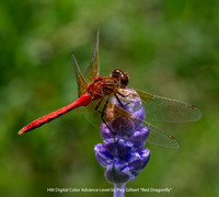 HM Digital Color Advance Class by Peg Gilbert - Red Dragonfly