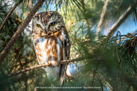 HM Digital Color Advance Class by Mark Karrer - Saw Whet Shirley
