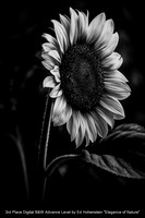 3rd Place Digital B&W Advance Level by Ed Hohenstein - Elegance of Nature