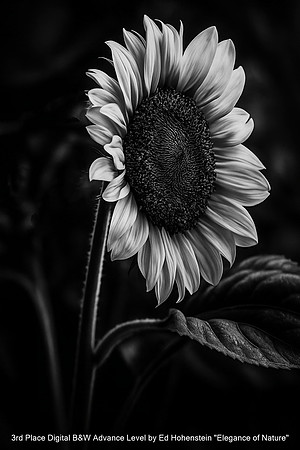 3rd Place Digital B&W Advance Level by Ed Hohenstein - Elegance of Nature