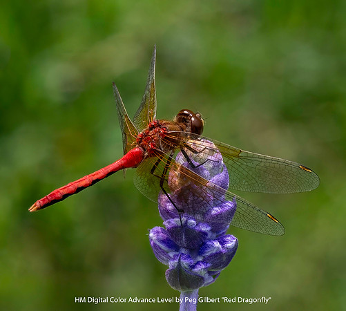 HM Digital Color Advance Class by Peg Gilbert - Red Dragonfly