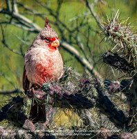 3rd Place Digital Previously Entered Color Advance Level Image of the Year by Denis Hirschman - Pyrrhuloxia