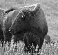HM Digital B&W Advance Level by Carl Hardy - Buffalo 2