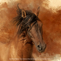 2nd Place Digital Color Advance Class by Douglas Conrad - Spanish Stallion