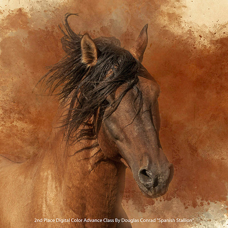 2nd Place Digital Color Advance Class by Douglas Conrad - Spanish Stallion