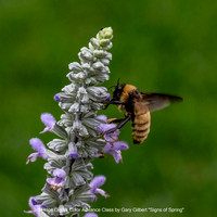 3rd Place Digital Color Advance Class by Gary Gilbert - Signs of Spring