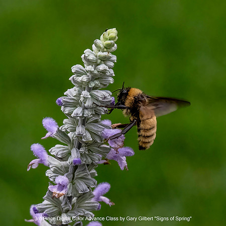 3rd Place Digital Color Advance Class by Gary Gilbert - Signs of Spring