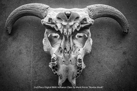 2nd Place Digital B&W Advance Class by Mark Karrer - Bovine Mask
