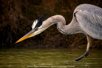 1st Place Digital Color Advance Class by Ed Hohenstein - Predator