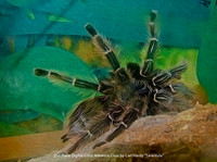 2nd Place Digital Color Advance Class by Carl Hardy - Tarantula