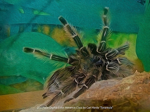 2nd Place Digital Color Advance Class by Carl Hardy - Tarantula