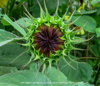 HM Digital Color Advance Class by Denis Hirschman - Sunflower