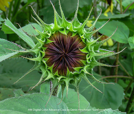 HM Digital Color Advance Class by Denis Hirschman - Sunflower