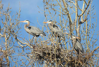 01,SE041,DP,Herons_Three_in_a_tree.jpg
