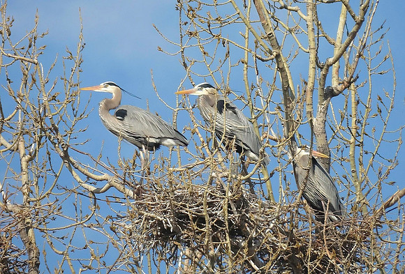 01,SE041,DP,Herons_Three_in_a_tree.jpg