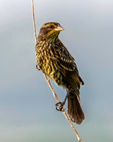 01,SE119,DP,Female_Dickcissel.jpg