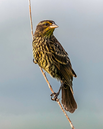 01,SE119,DP,Female_Dickcissel.jpg