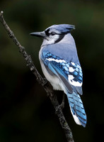 01,SE120,DP,Stocky_Bluejay.jpg