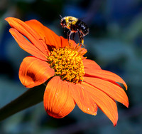 01,SE154,DP,Bee.jpg