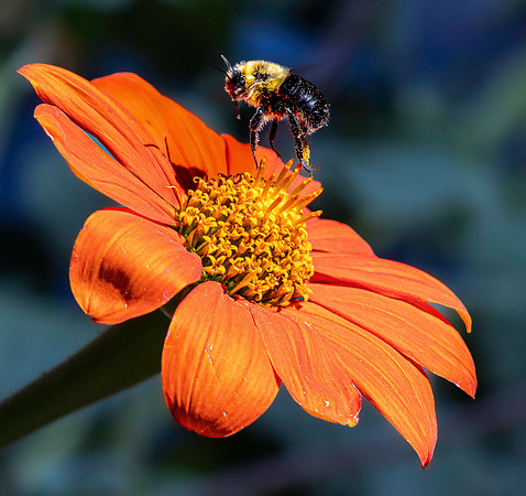 01,SE154,DP,Bee.jpg