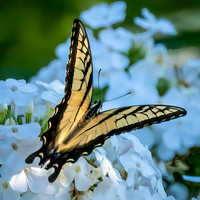 02,SE119,DP,Yellow_Swallowtail.jpg