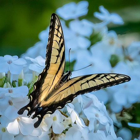 02,SE119,DP,Yellow_Swallowtail.jpg