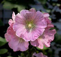 02,SE154,DP,Hollyhocks.jpg