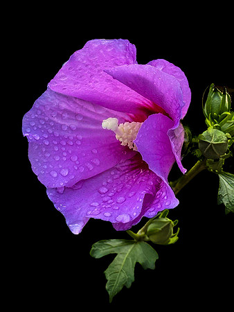 02,SE155,DP,HOLLYHOCK.jpg