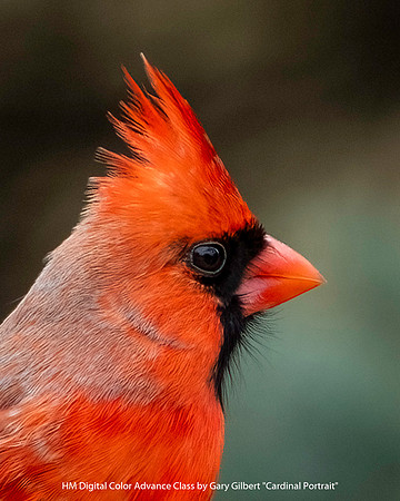 HM Digital Color Advance Class by Gary Gilbert - Cardinal Portrait