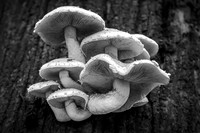 02,SE153,DB,Mushroom_Cluster.jpg