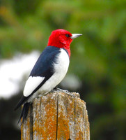 01,SE041,DP,Wood_Pecker.jpg
