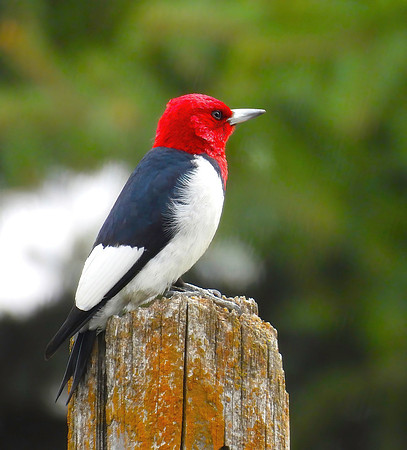 01,SE041,DP,Wood_Pecker.jpg