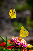 01,SE084,DB,Orange_Sulphur_Interaction.jpg